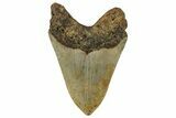 Serrated, Fossil Megalodon Tooth - North Carolina #255259-2